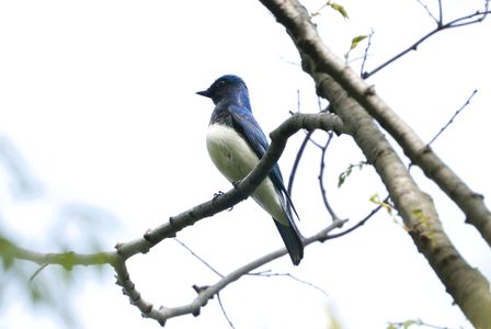 春の青い鳥たち