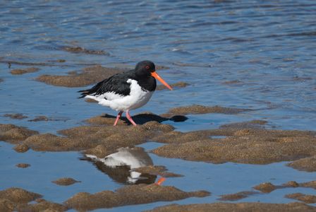 ニンジン咥えた鳥さん　#ミヤコドリ#