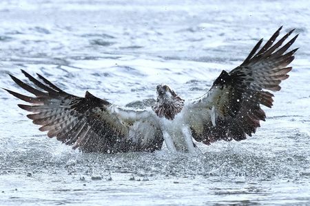 ミサゴ頑張ってます。😎