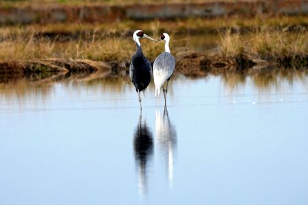 ツルがいる風景😎