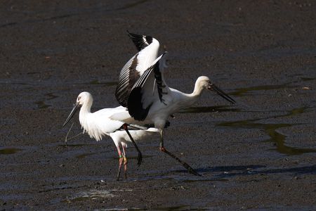 Japanese white stork 😎