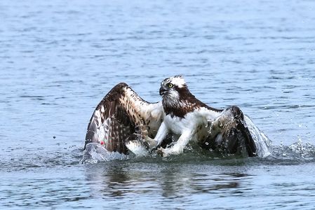 ミサゴの虜です。😍