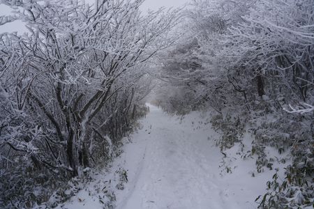 くじゅう雪景色/牧の戸峠登山口☃️❄️