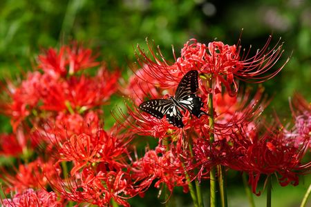 アゲハ蝶と彼岸花