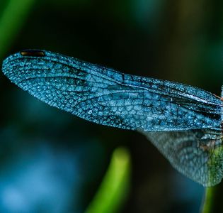 朝露に濡れたトンボ