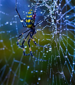 蜘蛛のブローチ