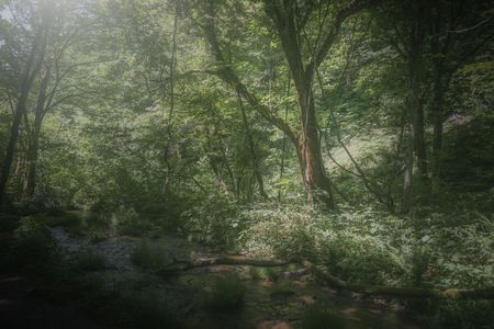 木谷沢渓流の緑