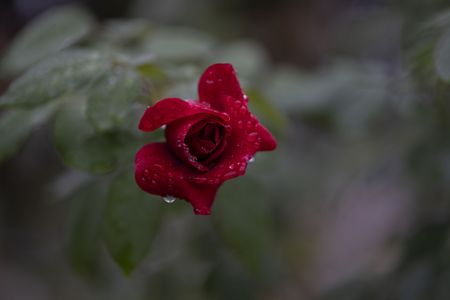 秋雨まとい、深紅に染まる