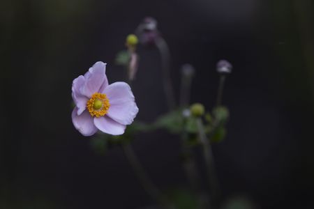 秋明菊、涼しい朝を感じて