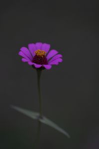 百日草、夜明けを待つ