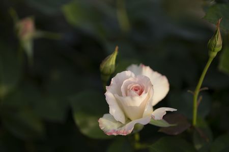 朝陽を受ける四季咲き薔薇