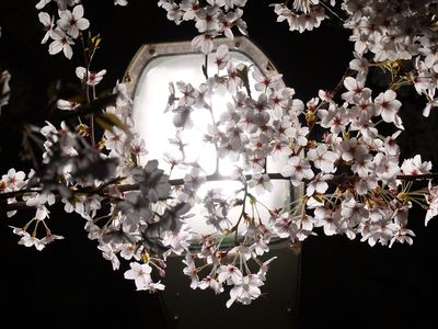 夜桜のひとつ