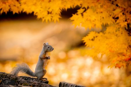 晩秋のきねずみ