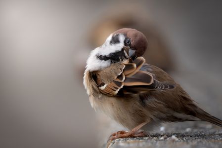 雀の毛繕い