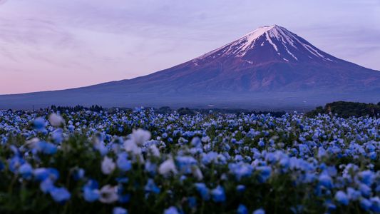 富士山とネモフィラ