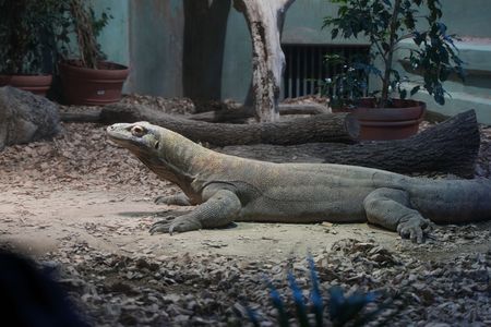 コモドドラゴン（コモドオオトカゲ）