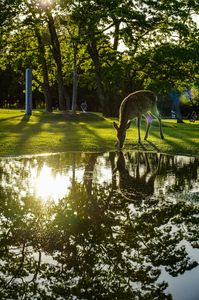 台風一過の奈良公園