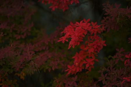 深い紅葉