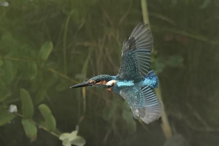 水面に描く瞬き