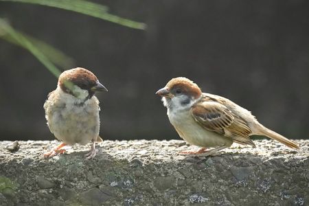 光に溶けるスズメ