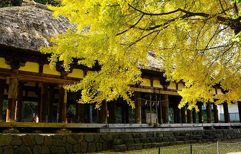 銀杏に囲まれた長床