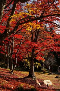 紅いじゅうたん