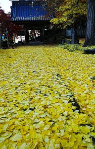 落葉が奏でる色彩