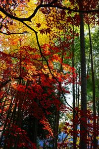 もみじと竹の協演