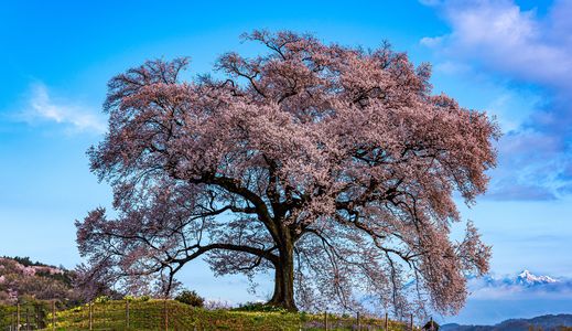 王仁塚の一本桜