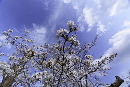 また来春#フラワー2025#