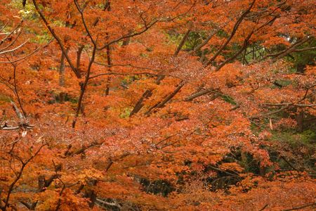 里山紅葉