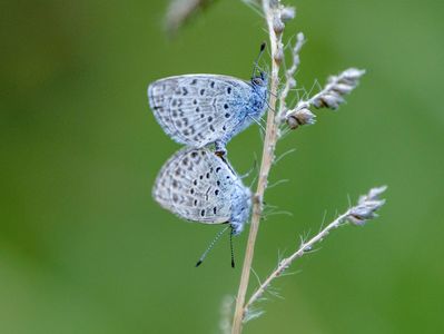 小さな生命　ヤマトシジミ