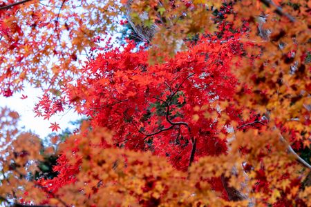 太閤が愛した紅葉