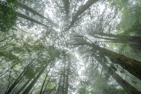 霧の中の苔むす屋久杉の森