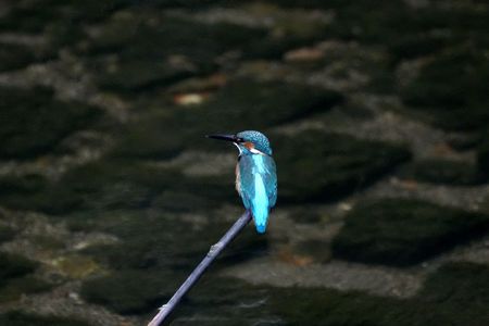 コバルトブルーの煌めき