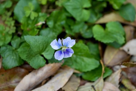 散歩道に咲く可憐な花