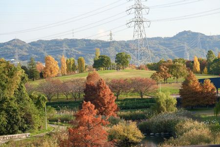 秋色に染まる公園