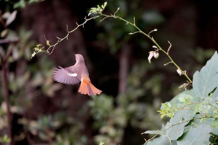 オレンジ色の尾羽