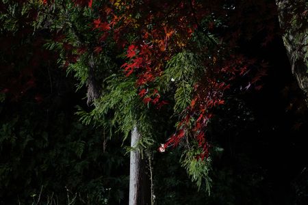 杉と紅葉