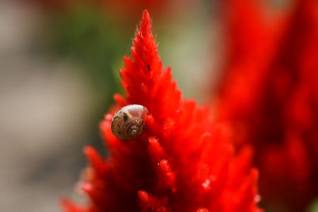 ちいさなカタツムリと真っ赤な華