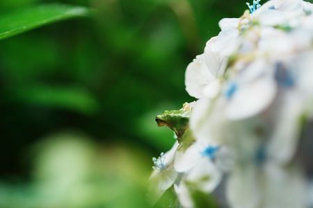 狙いをつけて　　－アマガエルとアジサイ－