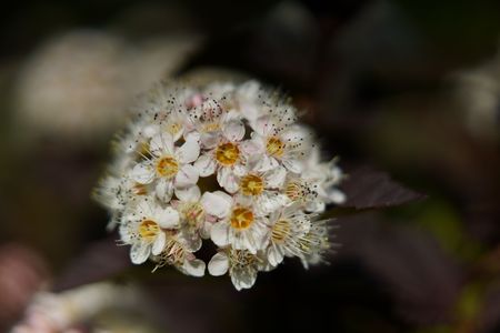 テマリシモツケ