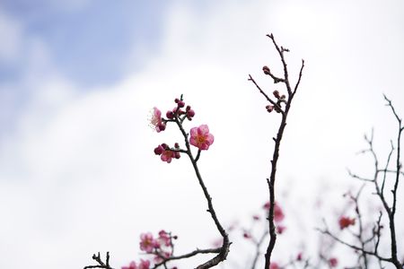 中山観音公園　梅