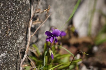 河原の花