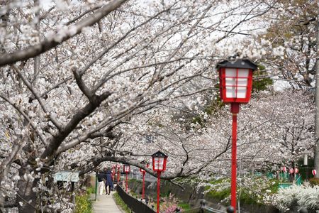 大堀川の桜