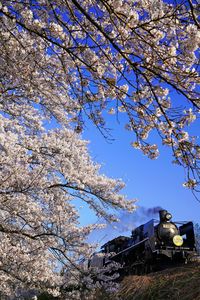 上野尻の桜 2024