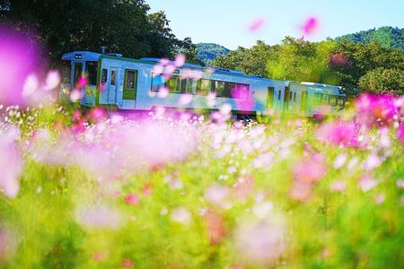 会津の秋桜満開！キハ110