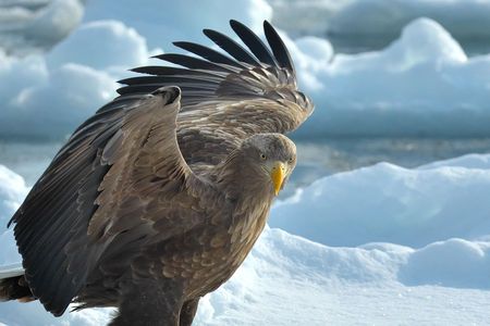 眼光炯々として