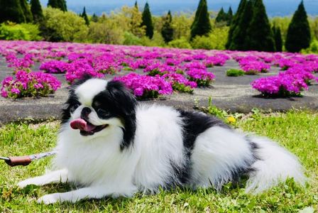 芝桜と愛犬