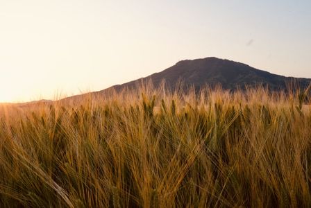 可也山の前に広がる麦秋に沈む夕陽